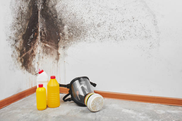 Best Emergency Mold Removal  in Ojai, CA