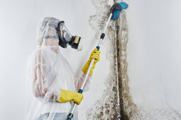 Home Mold Removal in Ojai, CA