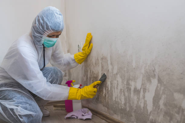 Mold Removal and Inspection in Ojai, CA
