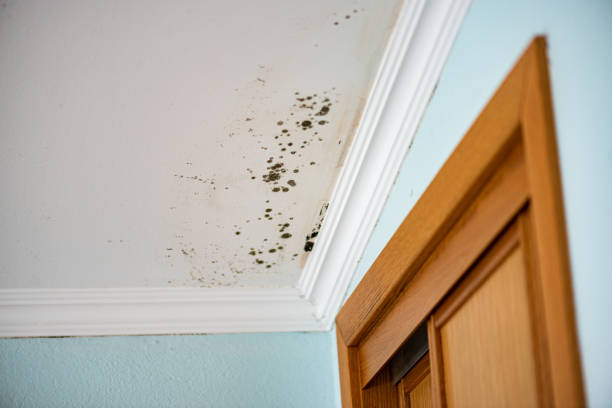 Best Mold Removal and Inspection  in Ojai, CA