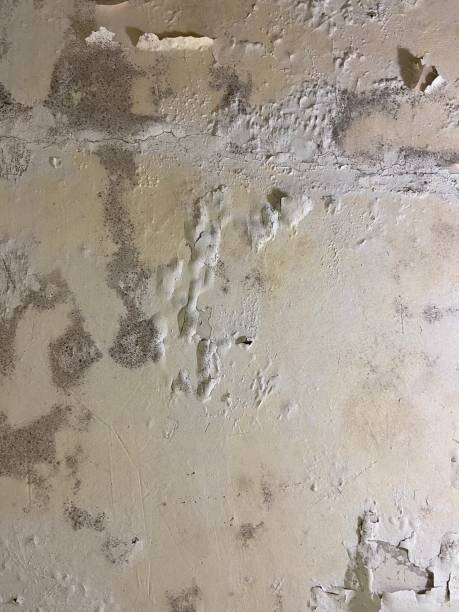 Best Mold Damage Repair  in Ojai, CA