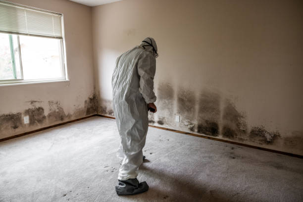 Best Fast Mold Removal  in Ojai, CA