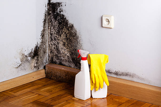 Best Home Mold Removal  in Ojai, CA