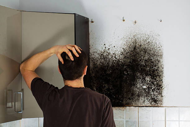 Best Toxic Mold Removal  in Ojai, CA