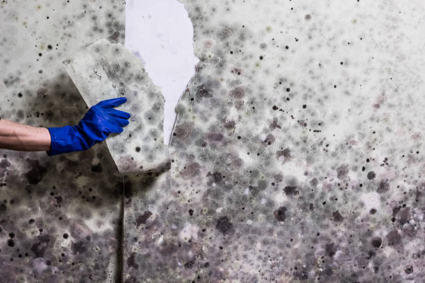 Best Fast Mold Removal  in Ojai, CA